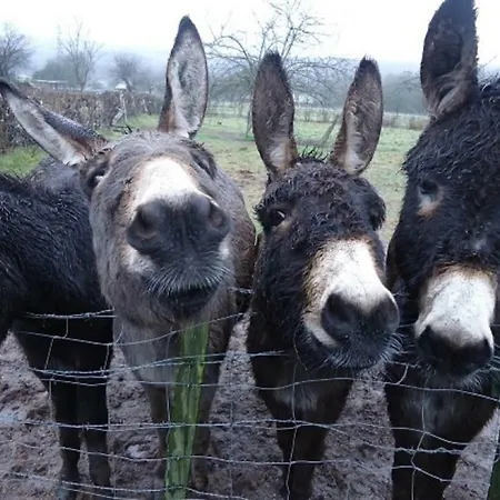 Nyaraló La Chouette Au Bouleau *