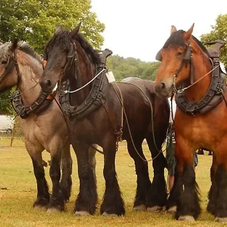 La Chouette Au Bouleau Nyaraló