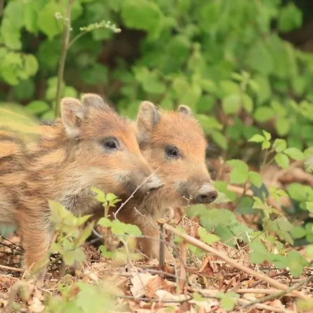 Semesterbostad La Chouette Au Bouleau Hargnies