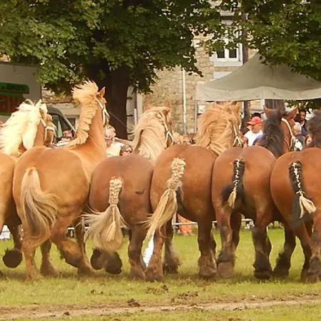 La Chouette Au Bouleau - Break En Ardennes *