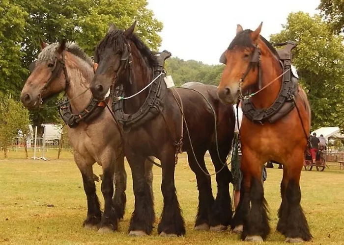La Chouette Au Bouleau Holiday home