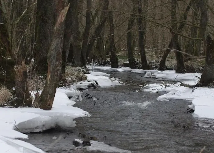 La Chouette Au Bouleau *