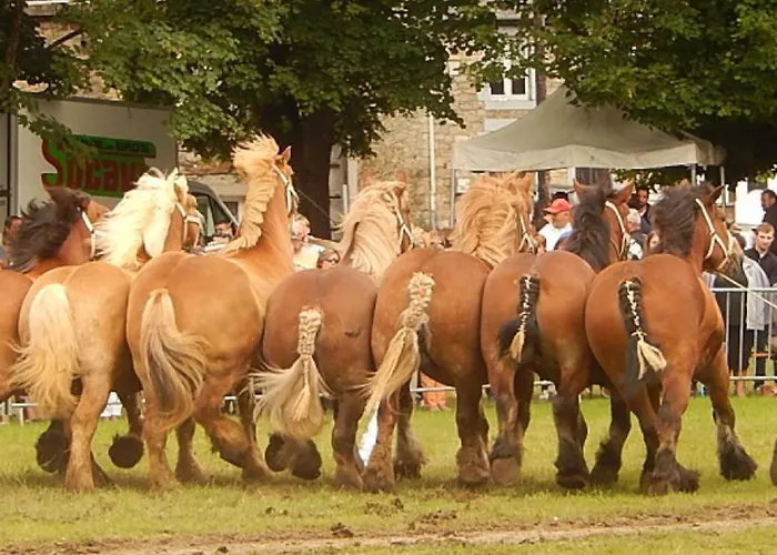 La Chouette Au Bouleau *
