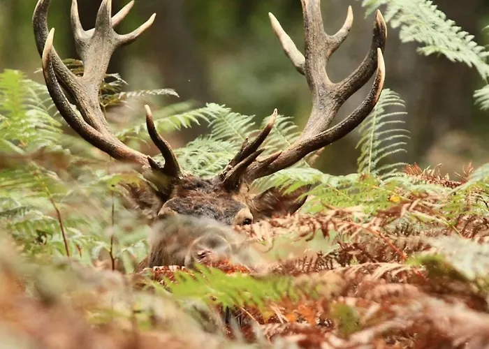La Chouette Au Bouleau *
