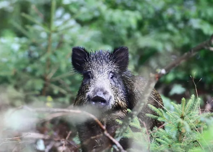 La Chouette Au Bouleau Holiday home *